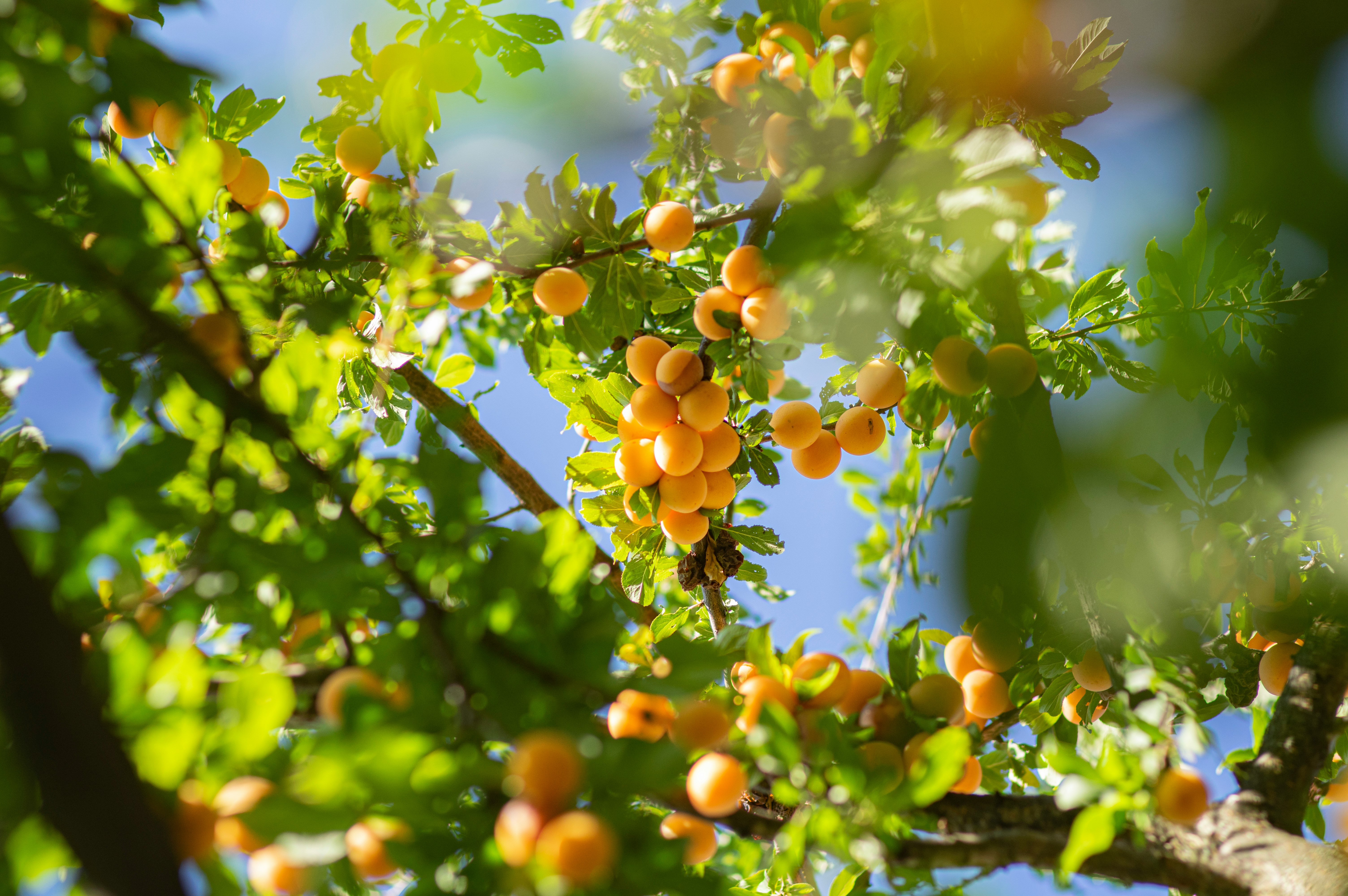 green and yellow round fruits on tree during daytime